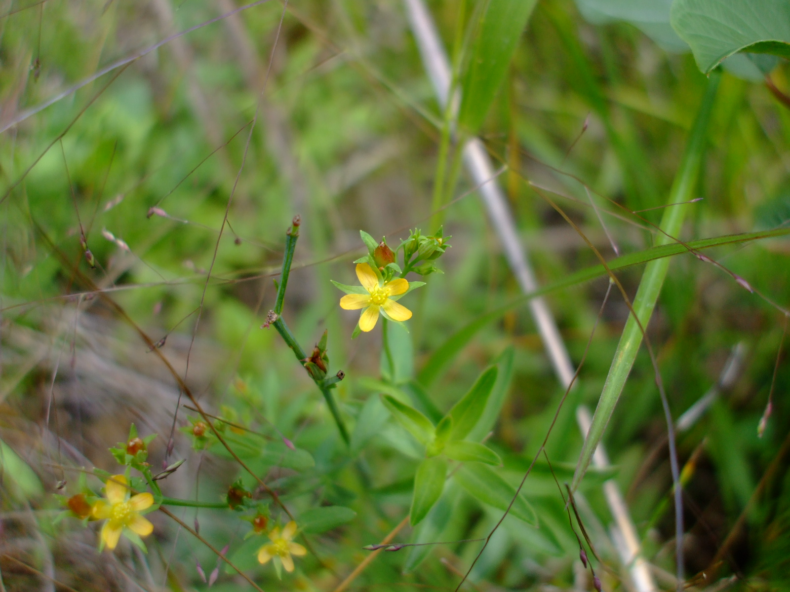 Hypericum majus
